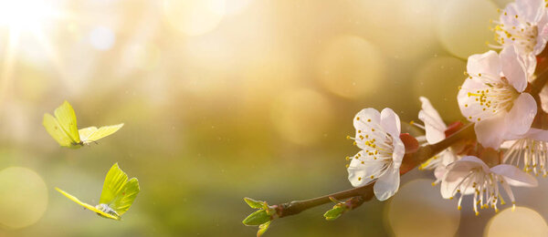 Fondo de flores de primavera; Paisaje de Pascua Imágenes De Stock Sin Royalties Gratis