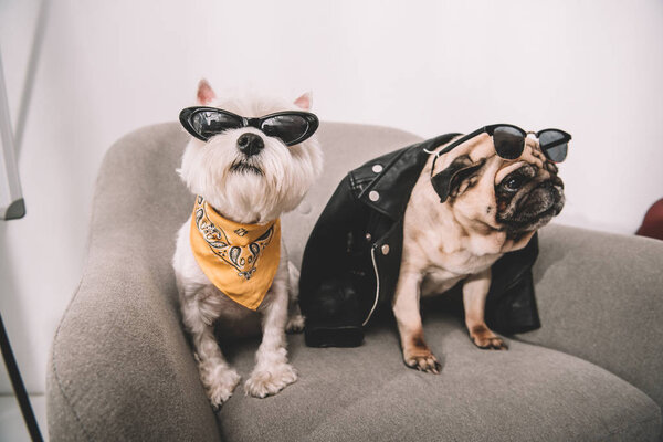 Perros con estilo en gafas de sol Fotos De Stock