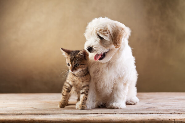 Los mejores amigos - el gatito y el perro pequeño esponjoso Imagen De Stock