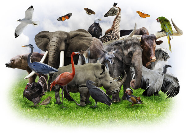 Collage de animales Fotos De Stock