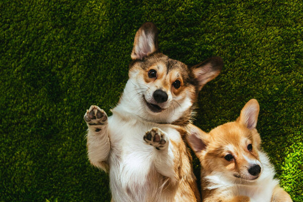 Adorables Perros Corgi Galeses Que Ponen Césped Verde Fotos De Stock Sin Royalties Gratis