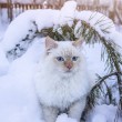 Gato blanco jugando en la nieve