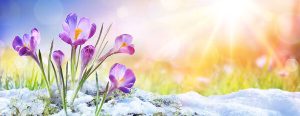 Primavera Crecimiento Las Flores Cocodrilo Nieve Con Rayo Sol Fotos De Stock