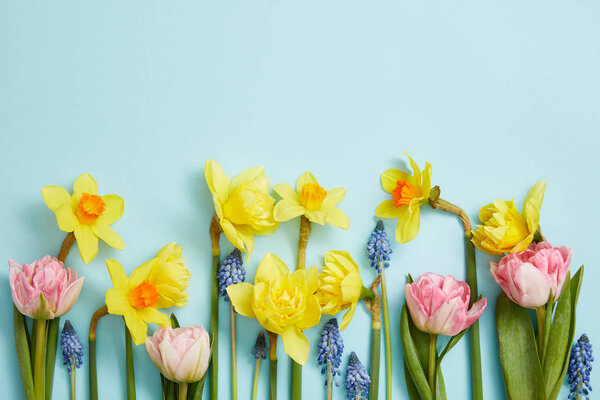Vista Superior Tulipanes Rosados Narcisos Amarillos Jacintos Azules Sobre Fondo Imágenes De Stock Sin Royalties Gratis