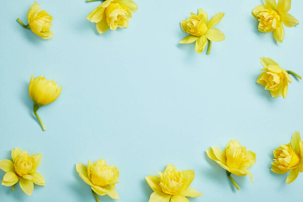 Vista Superior Flores Narcisas Amarillas Sobre Fondo Azul Con Espacio Imágenes De Stock Sin Royalties Gratis