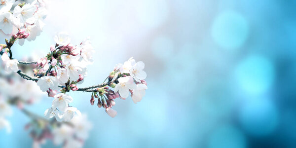Hermosa escena mágica de primavera con flores de sakura Fotos De Stock