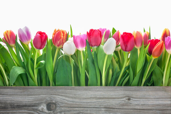 Tulipanes primavera flores Fotos De Stock Sin Royalties Gratis