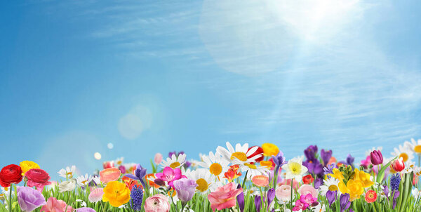 Muchas Flores Hermosas Primavera Aire Libre Día Soleado Diseño Bandera Imagen De Stock