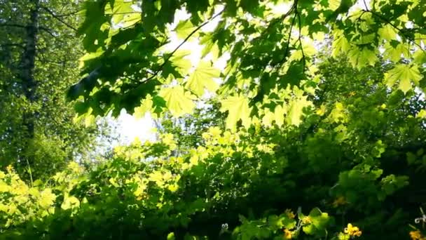 El sol atraviesa las hojas verdes. Disparo con control deslizante motorizado
 Clip De Vídeo