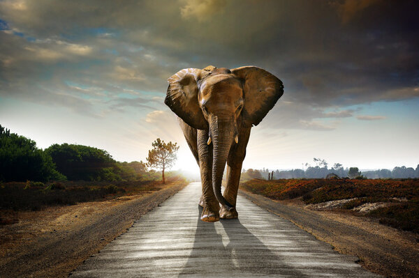 Elefante caminante único Imagen De Stock