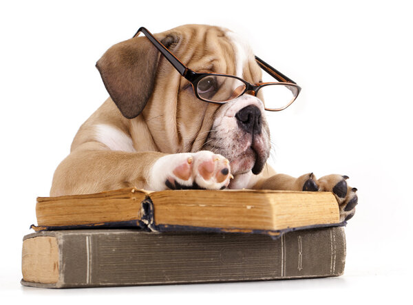 Bulldog inglés de pura raza en gafas y libro Imagen De Stock