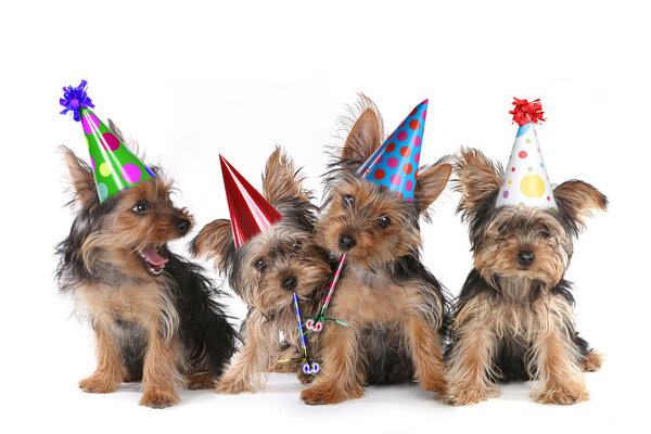 Tema de cumpleaños Yorkshire Terrier Puppies on White Fotos De Stock Sin Royalties Gratis