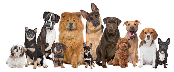 Grupo de doce perros Fotos De Stock Sin Royalties Gratis